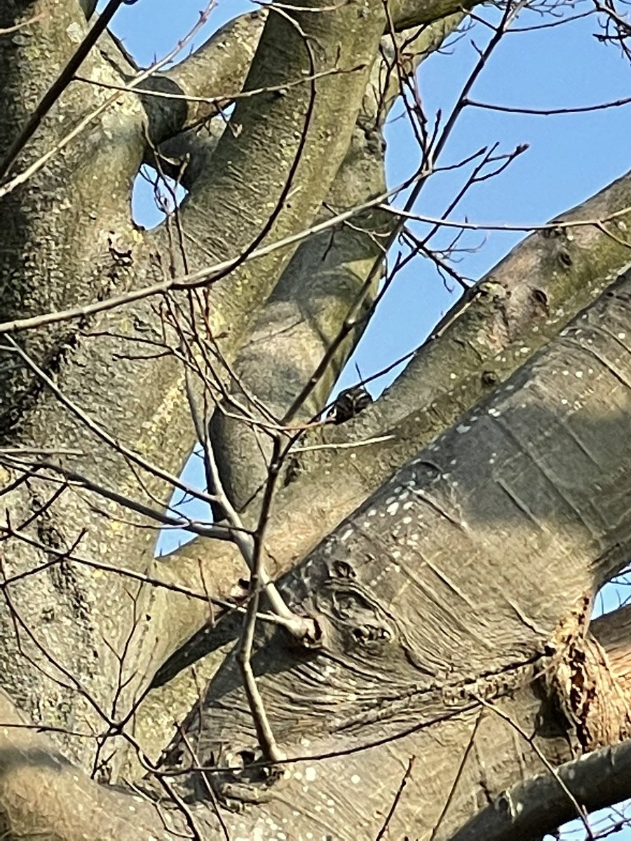 Lookatzed's tweet photo. @JWFHeal Update. I saw one this morning. A first for me, so thanks so much James. https://t.co/d0m3iQG7i8