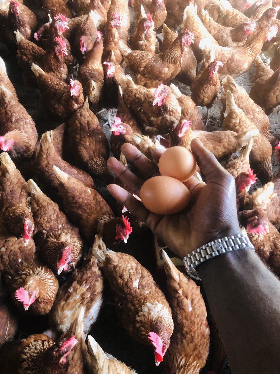 Elie Lomboto🇨🇩🐓 tweet media