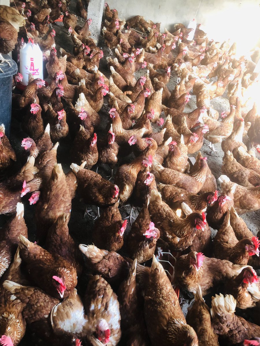 Elie Lomboto🇨🇩🐓 tweet media