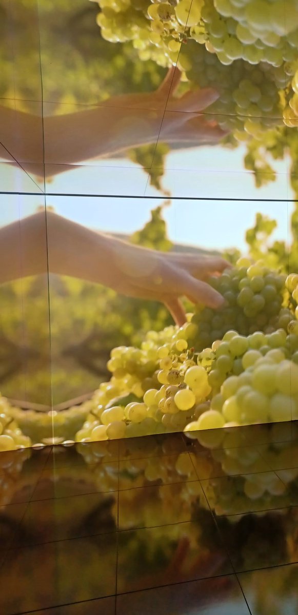 Vilafrancatur's tweet image. Avui #turismevilafranca hem visitat #cavacentre; el renovat Centre d’Interpretació del Cava de Sant Sadurní d'Anoia. Un matí molt interessant veient aquesta nova proposta turística.
Gràcies @TSantSadurni, us esperem a Vilafranca, per seguir fent xarxa