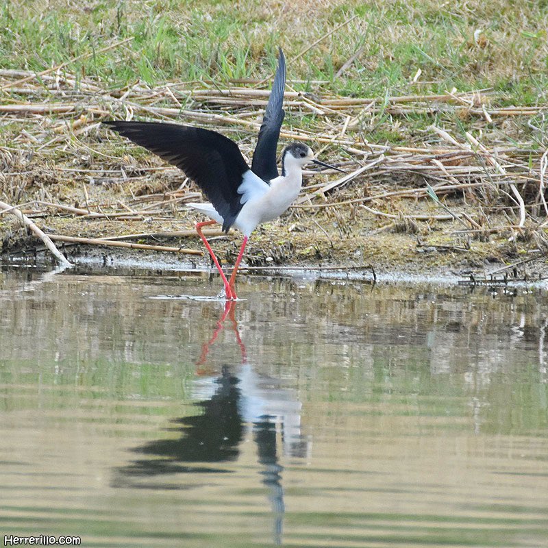 Ya han llegado las cigüeñuelas (Himantopus himantopus) !