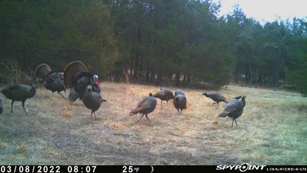 Who is ready for spring turkey? How many of you have already started?? #whyispypoint #teamspypoint #TURKEYTALK2022 @SpypointCamera