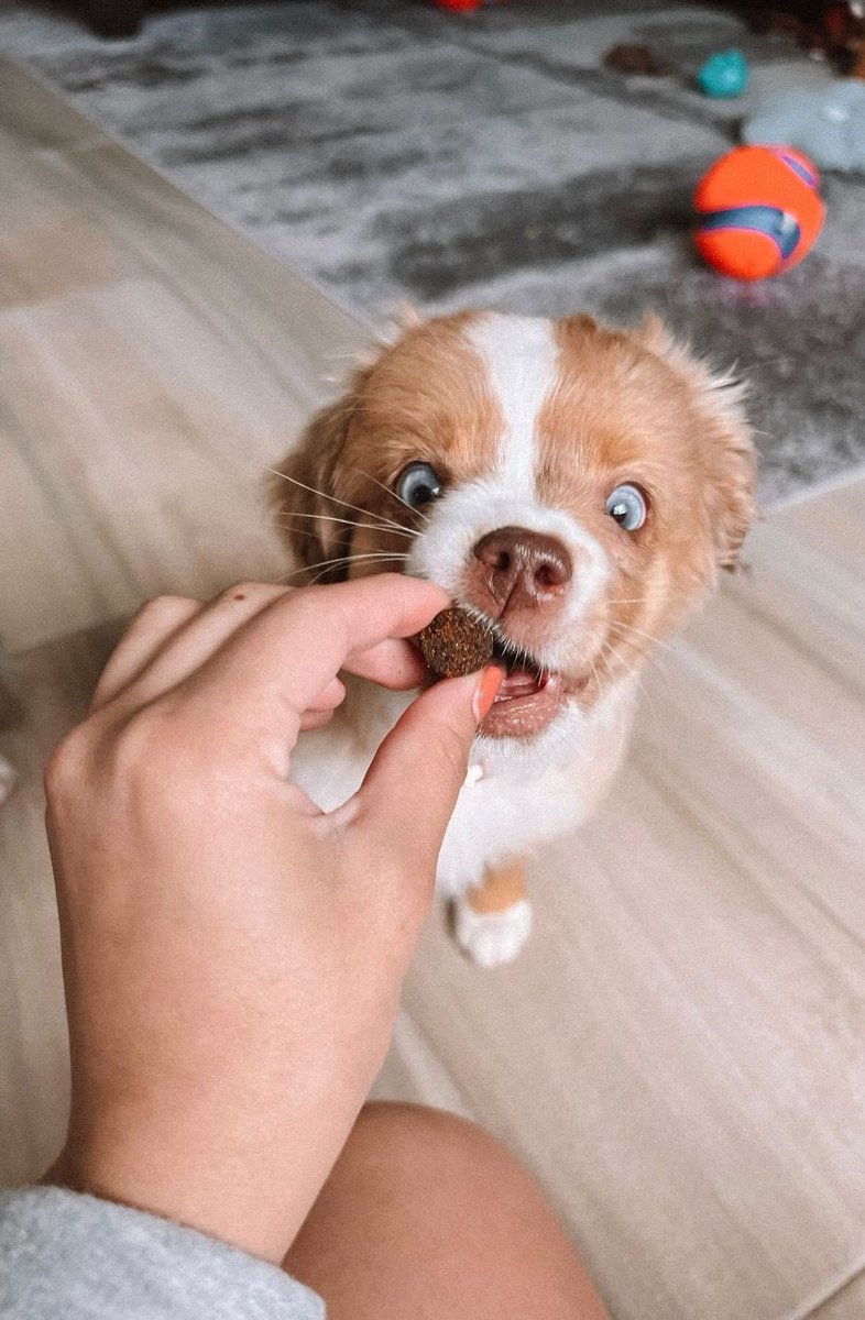 Happy National Pup Day, furiends! 🥳 Let’s see those cute puppy pics 🙌🏼🐶 

We’ll start…Say hello to our furiend of Finn, Rue! #NationalPuppyDay #PetFinn #twitterdogcommunity (featuring:<a href="/plutotoyaussie/">Pluto the Toy Aussie</a>)