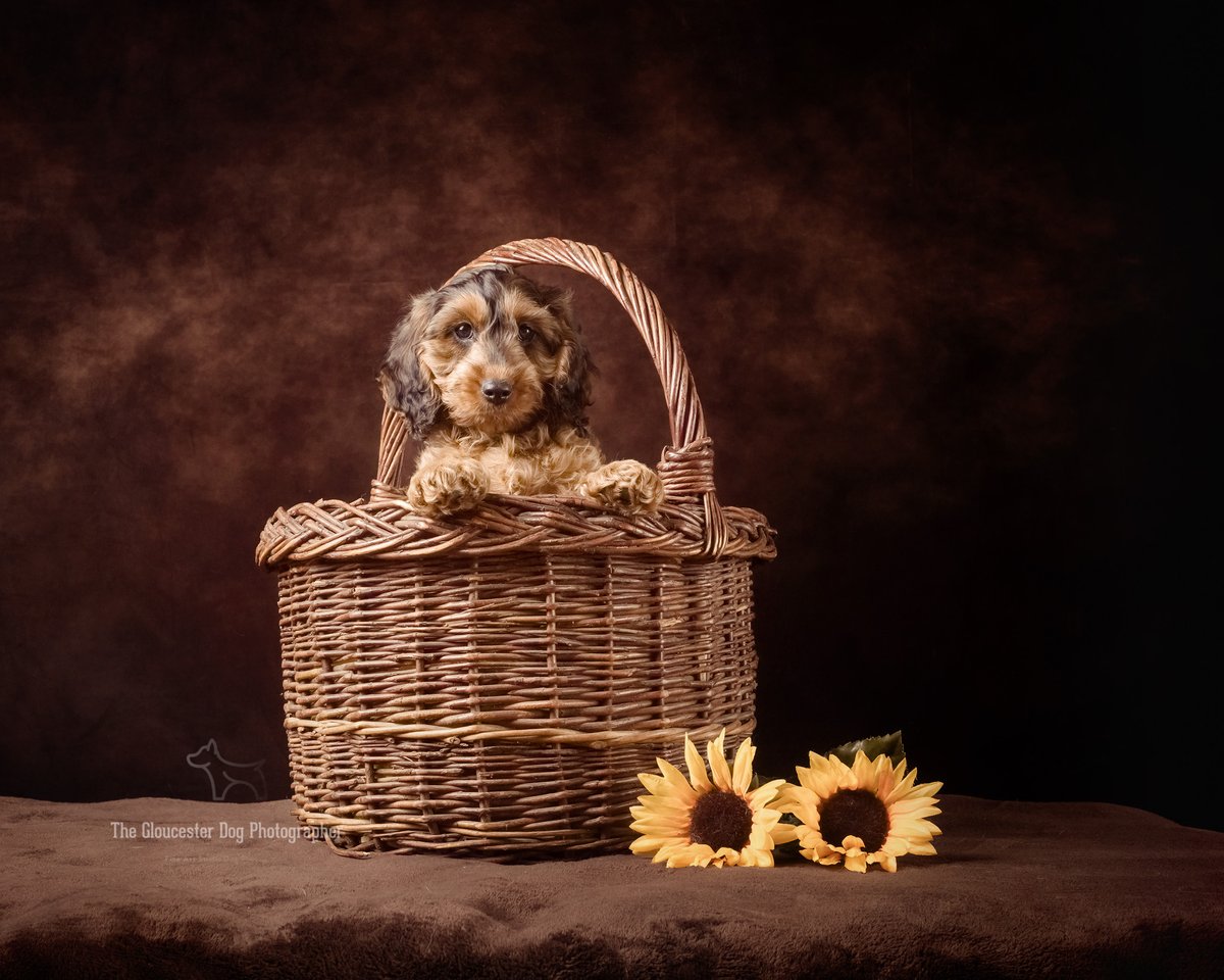 It's #NationalPuppyDay today - and by coincidence this 9 week old Cockapoo came in today, all cute and fluffy #puppy #puppylove #dogphotography #Gloucester