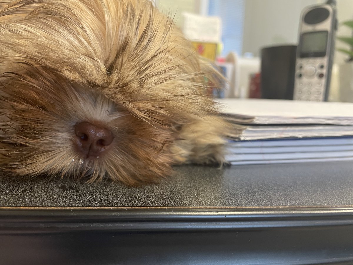 compairsupply's tweet photo. It's National Puppy Day - did you bring your desktop pup to work today? Someone get Lana a condensate collector! 
By the way...We can upgrade your systems to have an ACD. Don't be like Lana - auto dump and collect your system condensate like a pro. 
#acd #condensate #puppers #pup https://t.co/ebb3JC538r