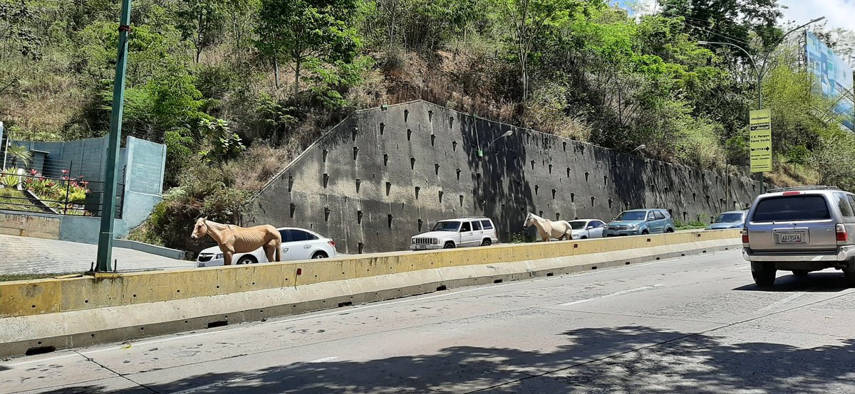 FMCENTER's tweet photo. Vía - @arli_AC : "2 caballos en la bajada de Los Naranjos en medio de la vía". #Precaución #lospomelos 1:21pm 

 https://t.co/NMEOBsD06w