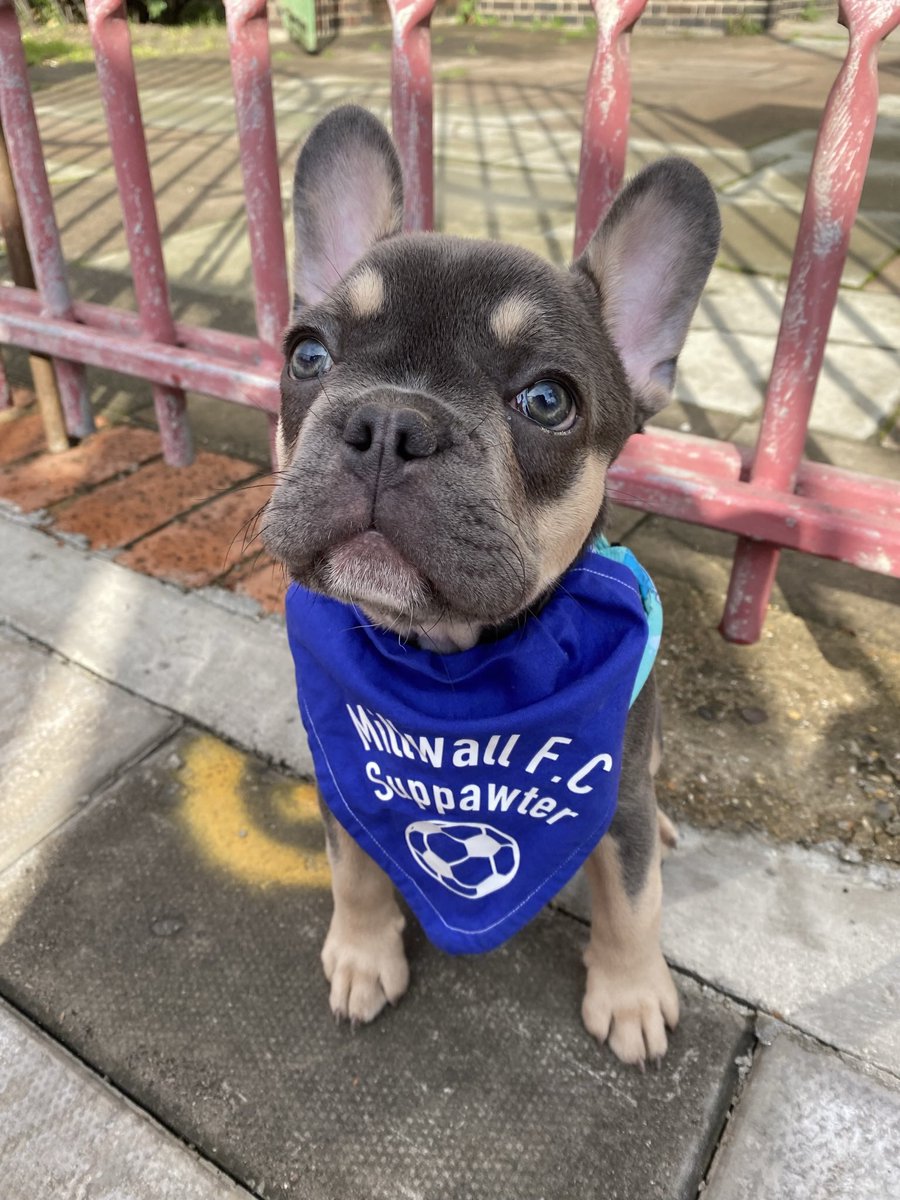 WallaceeLeannee's tweet photo. @MillwallFC We are Millwall, super Millwall, from the Den 💙🤍 https://t.co/nr5FyraVSl