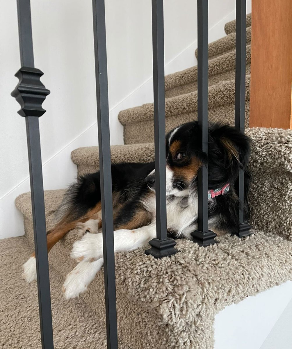 Elev8_Ent's tweet photo. They're usually hanging out at our feet while we're streaming... give some love to the pups of Elev8! 🐶 🐕 😍 #NationalPuppyDay https://t.co/65FF1CEbdP