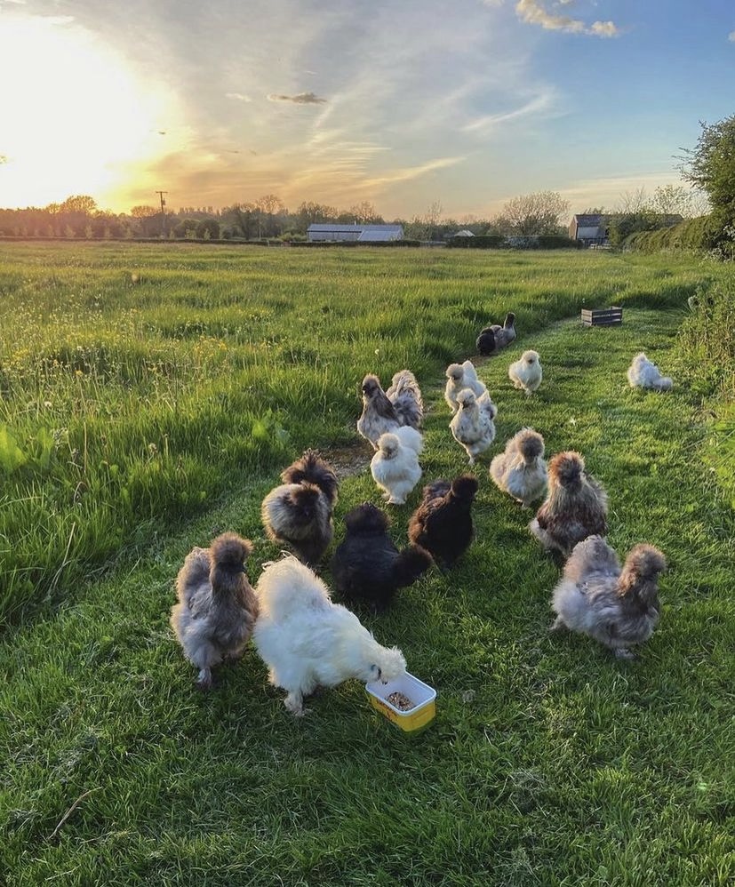 The Consumer Brand tweet media