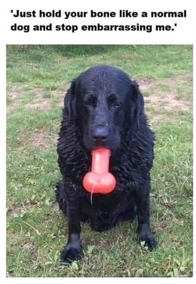 When you realise the dog has been watching you, just a little too closely!
#NationalPuppyDay #PuppyPlay #pup #Trainer #Nice #Naughty
