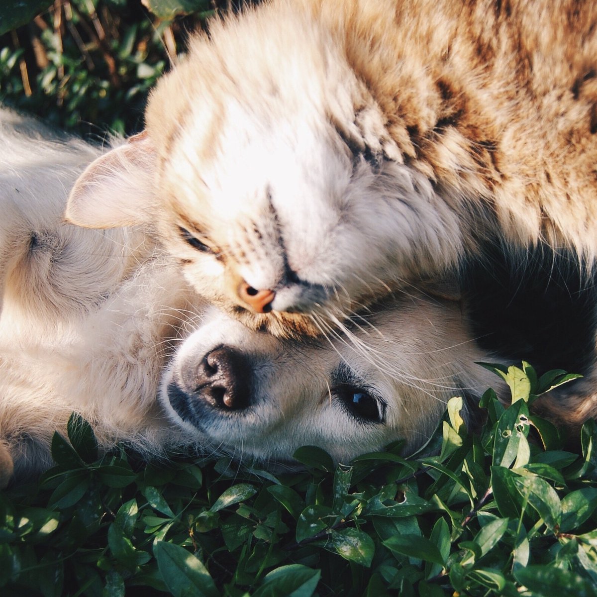 midogtest's tweet photo. A day to love the furry little buddies that leave a HUGE impact in your life. Plus, they're so darn adorable. Happy Puppy &amp; Kitten Day! Your friends @midogtest #cutepuppies #cutekittens #midog #midogtest #vetinary #vet #vettechlife #veterinarymedicine #pethealth #petdiagnostics https://t.co/rQAzxhmVlz