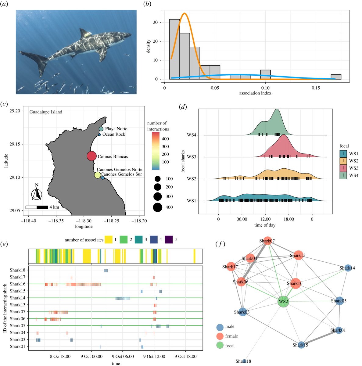 Royal Society Publishing (@rsocpublishing) on Twitter photo #BiologyLetters authors <a href="/Dr_Yannis/">Yannis Papastamatiou</a> @SharkMourier put tags on white sharks and measured their behaviour and the time spent with other tagged sharks. Learn more about shark social #behaviour in this new paper: ow.ly/Q7E650Iq8K4 #BiologyLetters authors <a href="/Dr_Yannis/">Yannis Papastamatiou</a> @SharkMourier put tags on white sharks and measured their behaviour and the time spent with other tagged sharks. Learn more about shark social #behaviour in this new paper: ow.ly/Q7E650Iq8K4