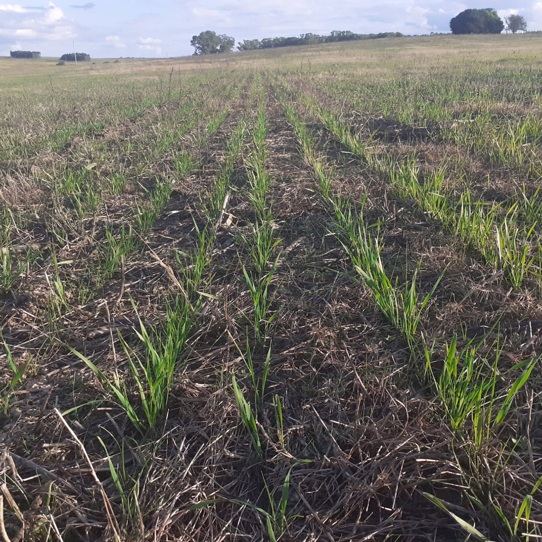 agromil_ltda's tweet photo. Raigrás con #MicrostarPZ en diferentes 🗓 fechas de siembra. 📍 Paraje Sarandí, Cerro Largo. 👥 @RizobacterU y Agroshop.
#MicrostarRaigras #RizobacterUruguay https://t.co/OeqYpq6eli