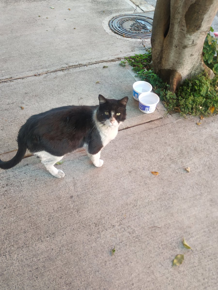 EYACAR65's tweet photo. Estoy desempleada y tengo que solventar los gastos de alimento de mis gatitos y perros 😽🐕 Estoy a sus órdenes con corrección de estilo y captura de textos. Precios accesibles RT por favor 🙏 https://t.co/JfsEgNuUBe