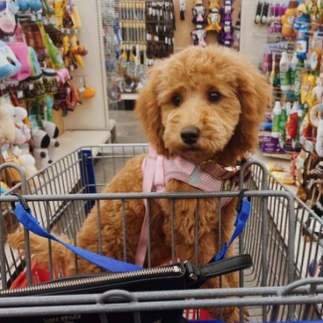 ChowHoundPets's tweet photo. Happy #NationalPuppyDay! Now until March 27th, we are celebrating our pups with 30% OFF select puppy essentials. Use coupon code "1401" at checkout. Offer valid online only. Happy shopping 🛒🐕 https://t.co/djBgKTpAxc https://t.co/UCnnXWdwxd