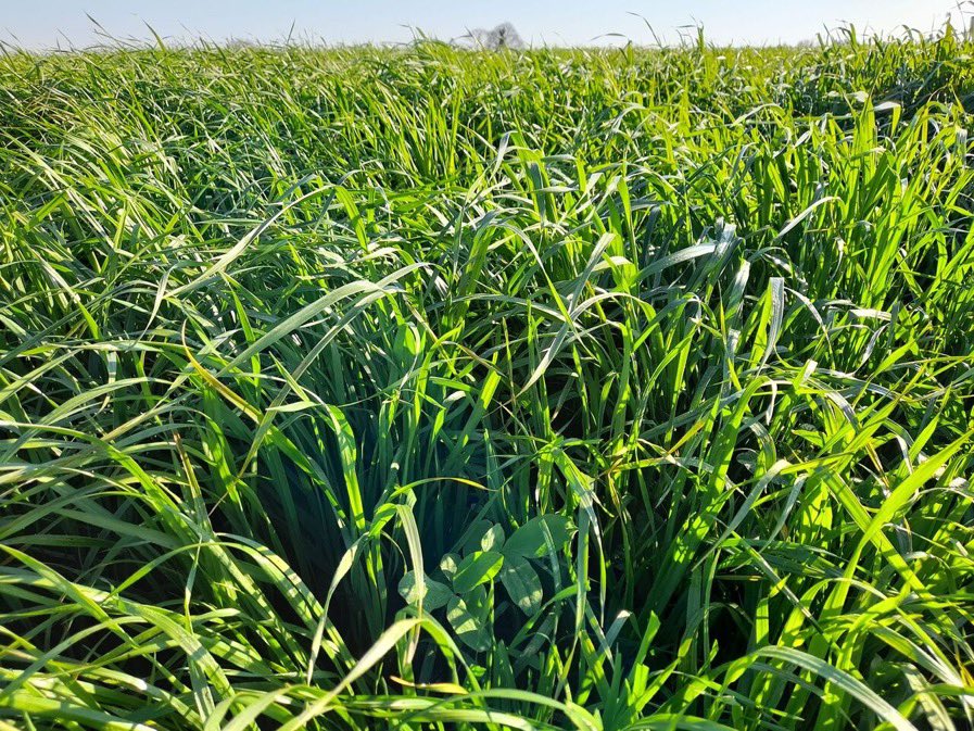 Partage d’expériences entre les équipes production animale #SandersNA et les équipes production végétale <a href="/IMPAACTRESEAU/">IMPAACT</a> 🤝
Objectifs : produire et valoriser la protéine française produite dans les champs ! 🇫🇷
#LesAgriculteursSontLesMeilleurs #CeuxQuiFont