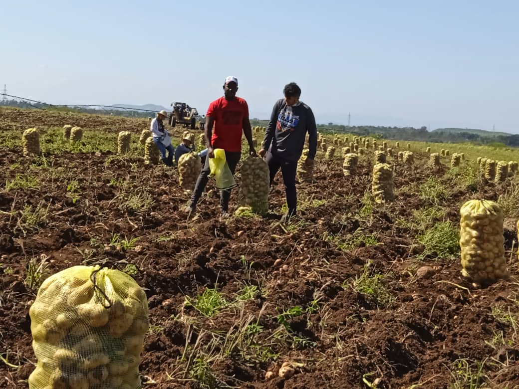 Porque decir que nuestra juventud no fallará no es una consiga sino un compromiso con la #RevolucionCubana. Aquí estan nuestros jóvenes en el surco, contribuyendo con la economía del país. #CubaAvanza y trabaja.
#VamosConTodo <a href="/ujc_ucmvc/">UJC Ciencias Médicas de Villa Clara</a> <a href="/UJCuba/">UJC</a> <a href="/FeuVilla/">FEU UCM Villa Clara</a>