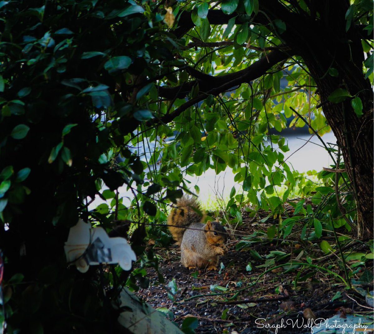 SWPhotography95's tweet photo. Saw this cute little friend in the garden 🐿 #photography #animalphotography #spring https://t.co/jjCO5F3gYO