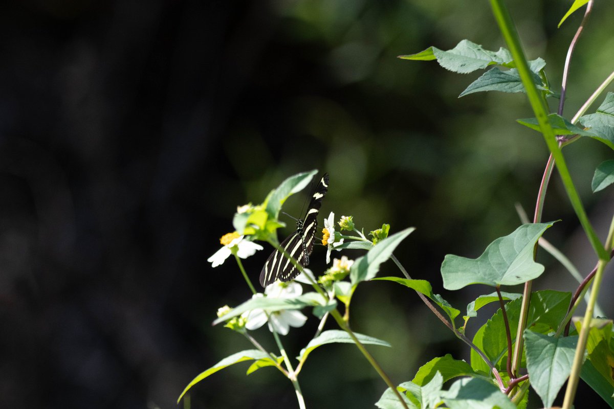 FrostScience's tweet photo. The wildlife photos were taken during the trip by a very talented #UBMS student, Lucas Pittman! UBMS is an award-winning program preparing teens in Title 1 schools for STEM higher education and careers. To learn more visit https://t.co/jeZy93DoTR (3/3) https://t.co/LJR8HzCGt8