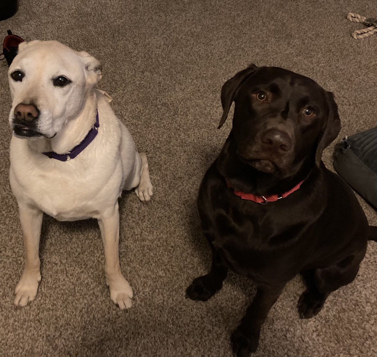 IamSLingo's tweet photo. Happy #NationalPuppyDay everyone!!! #puppyday https://t.co/1VqozlgPvT