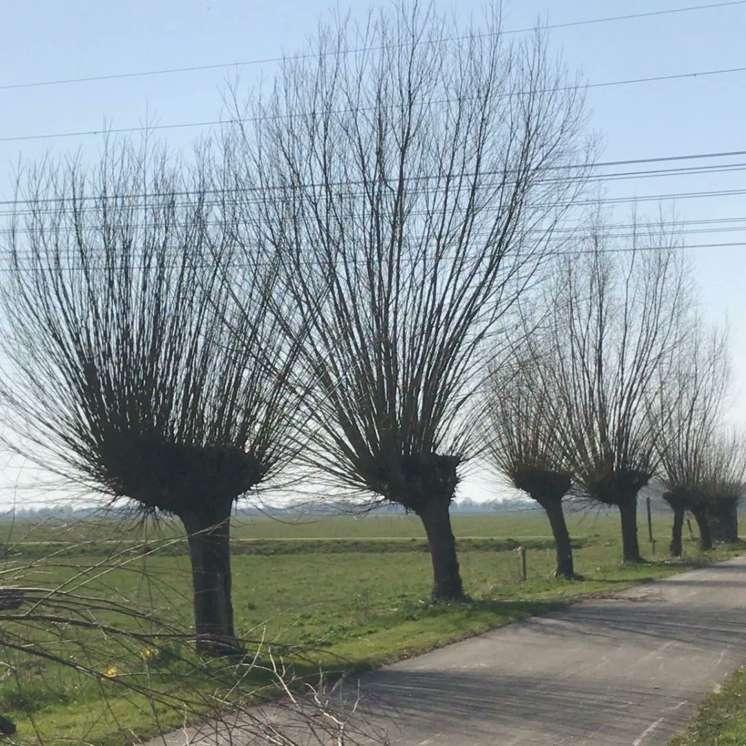 gravenweg14a's tweet photo. Wilgen knotten om en om, boeren zorgen voor het landschap https://t.co/aJpN3DSmUa