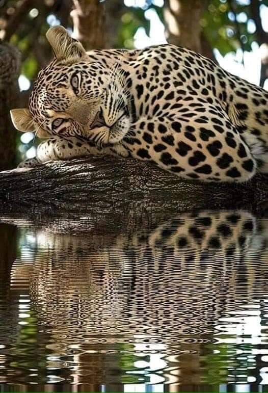 Всем добрым людям сладких снов пока пока 🐯🖖