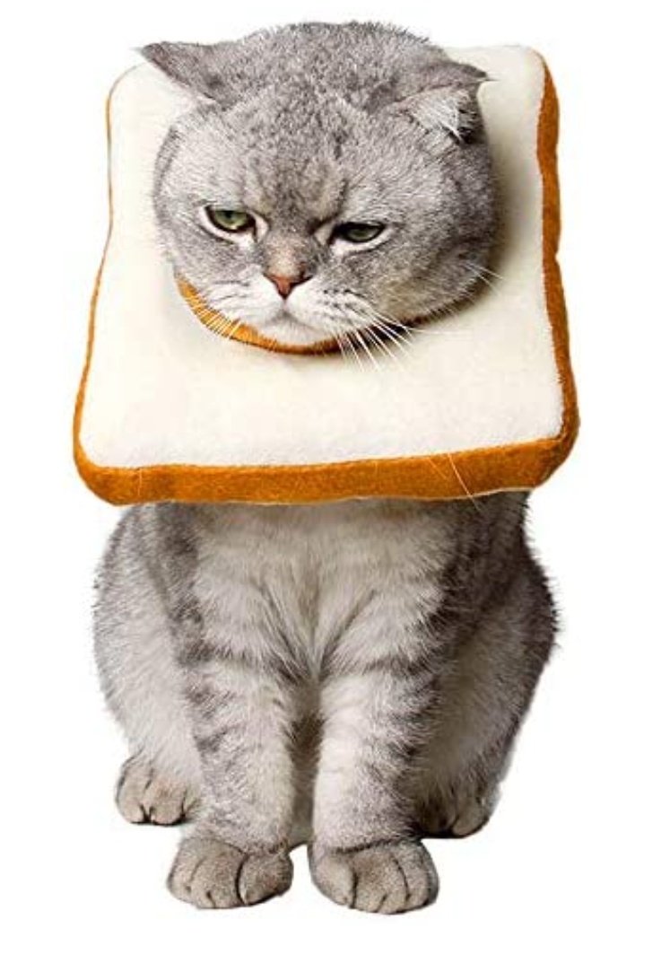 MitchelHWhite's tweet photo. @pulte Here's a cat in a piece of bread. https://t.co/CV8pIs8esw