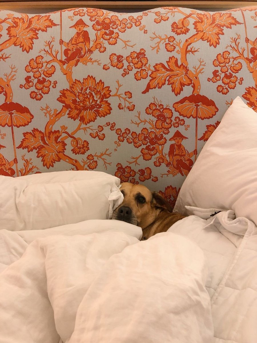 _ellenmelon_'s tweet photo. @dog_rates pls rate her comfort level https://t.co/fIvQ1I6RZY