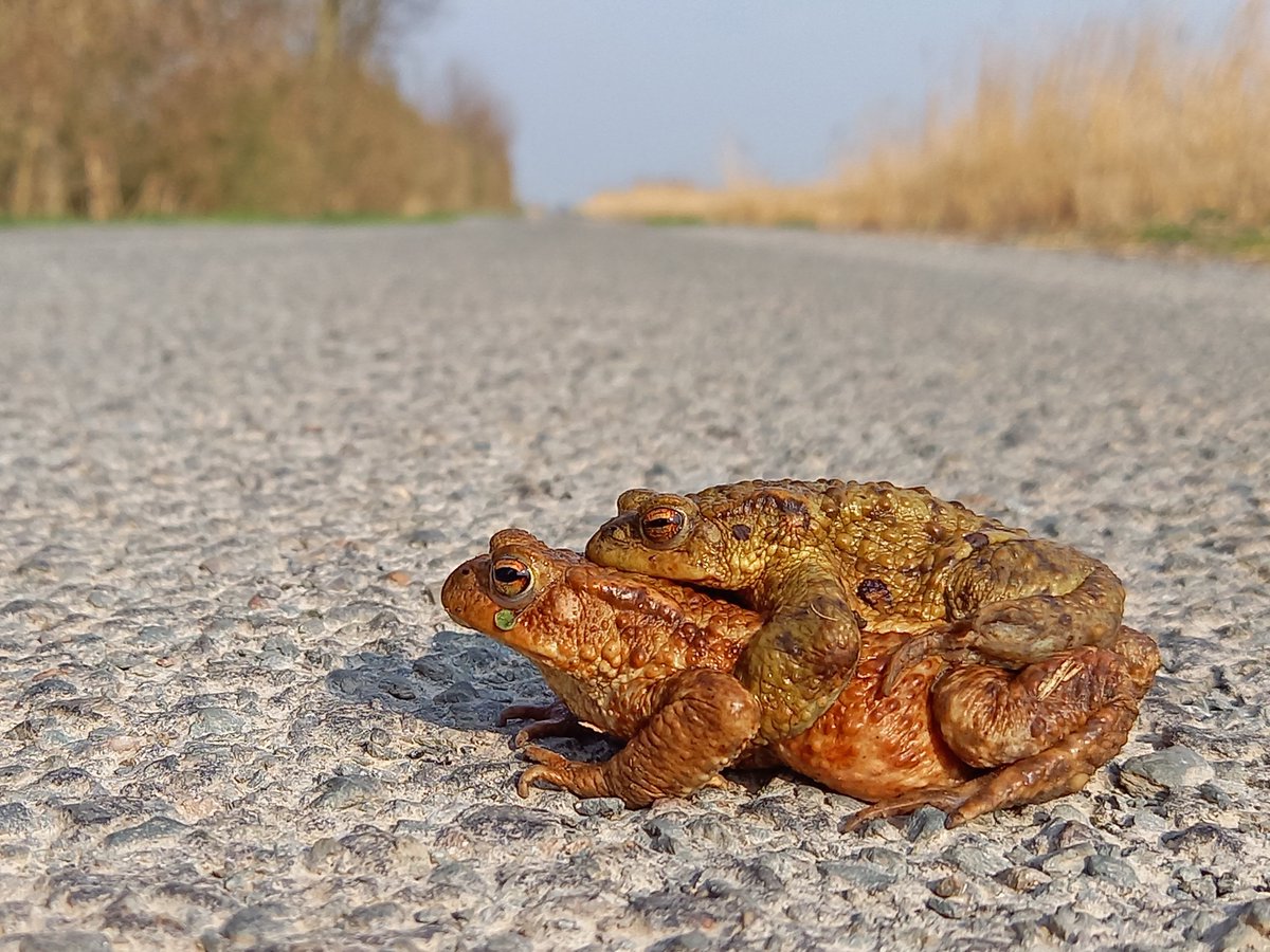 HenryStanier's tweet photo. It's the breeding season for #CommonToads now at the @GreatFen. Today, I had to assist the road crossing of a pair of these amorous #amphibians; the male was on top, and holding on tightly! Hopefully he and the female will be making good use of the new #ponds we have created. https://t.co/9Wxpu7kZbP