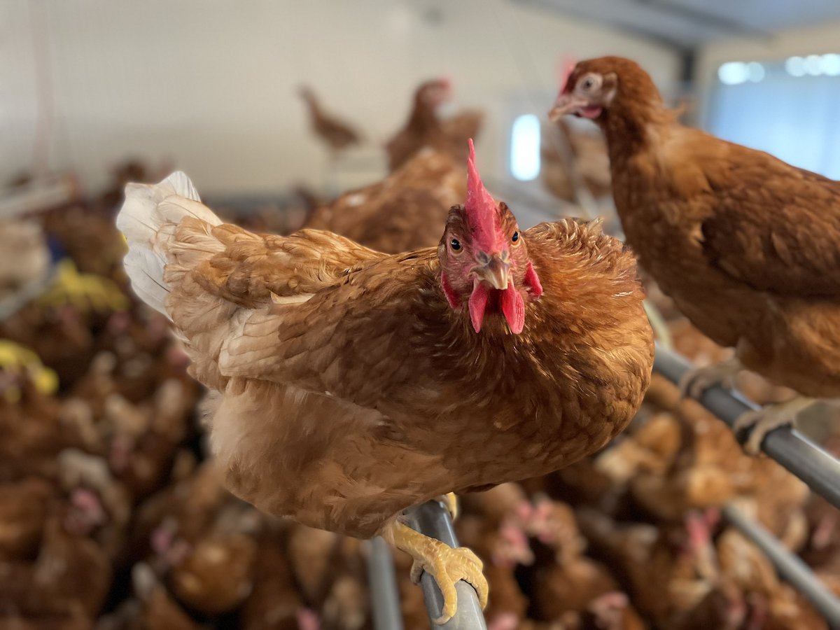 🎥 « Grippe aviaire : clap de fin »
Une vidéo un peu à part des autres. Un témoignage sur plusieurs jours/semaines de ce que nous vivons ici, en étant non touchés mais très concernés. Courage à tous en #Vendée #GrippeAviaire Merci les Jolies Rousses…

🎥youtu.be/8u-KuHd1dBE