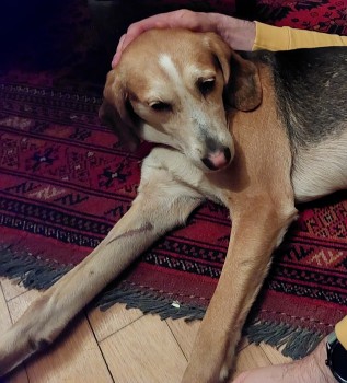 DogLost Norfolk Suffolk & Cambridgeshire tweet media