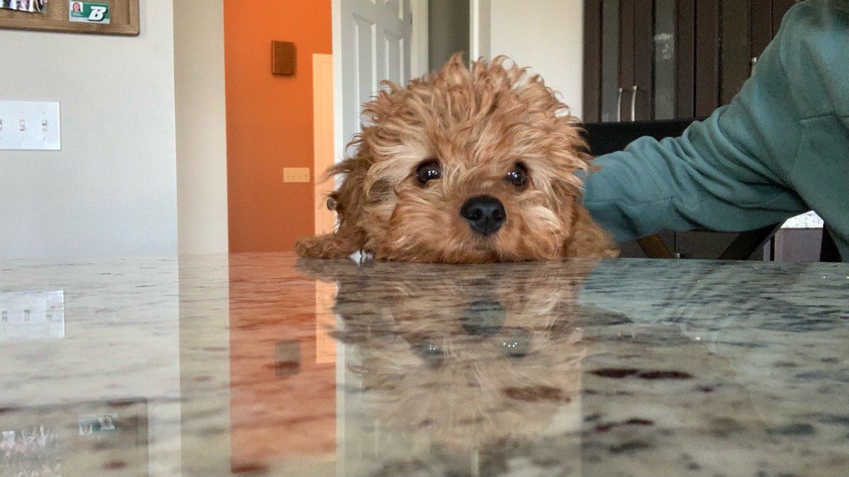 Stevetheleo's tweet photo. Shout out to Bentley on National puppy day!! https://t.co/f7vHGFsETB