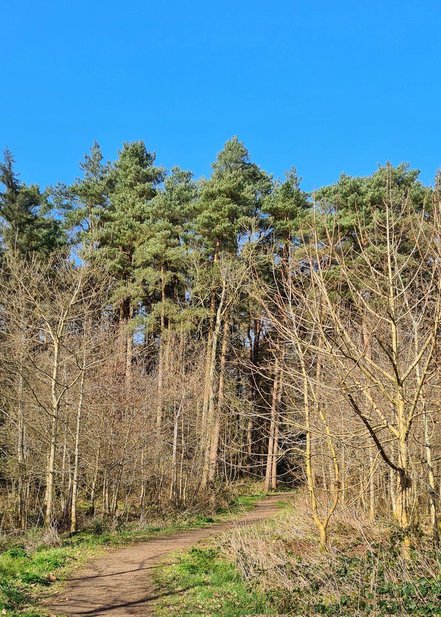 SamCelebrant's tweet photo. A great #March afternoon for a walk round Castleroe Wood near #Coleraine @bbcniweather @angie_weather @WeatherCee @barrabest @Louise_utv @WeatherAisling @deric_tv @VisitCauseway @wearetrekni https://t.co/GesPHh5bJ0