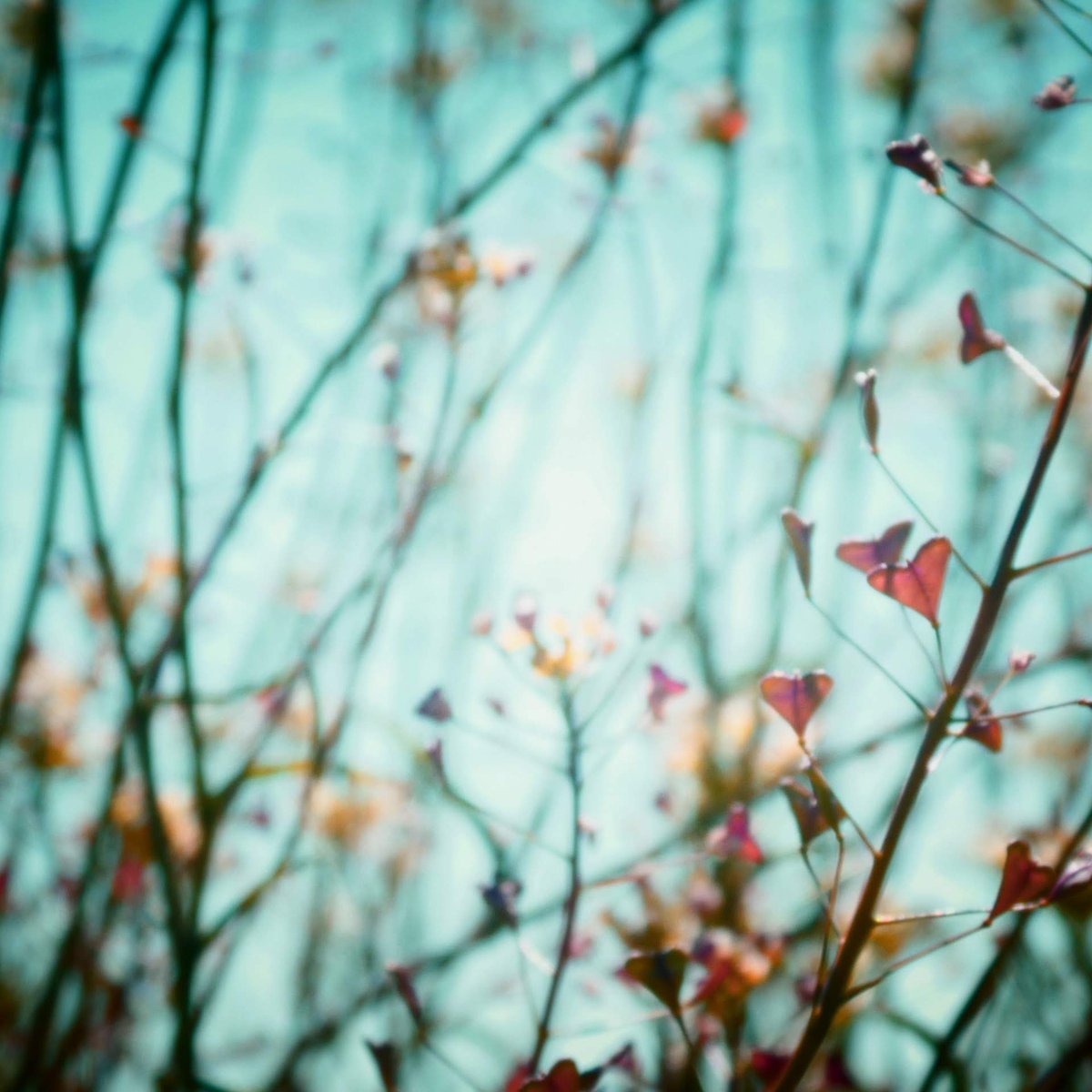 wongsusie tweet media