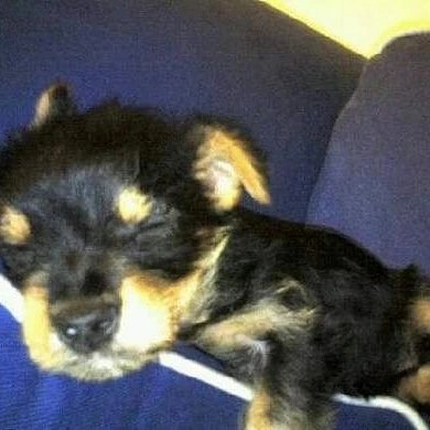 LMBoos's tweet image. Happy National Puppy Day
❤️❤️❤️❤️