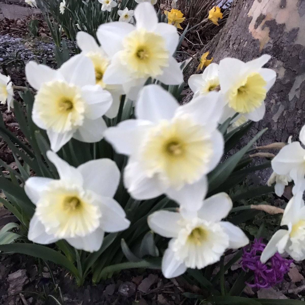 CChrisrose's tweet photo. Your dose of spring: 
#spring #flowerystuff https://t.co/KIeNthkITr