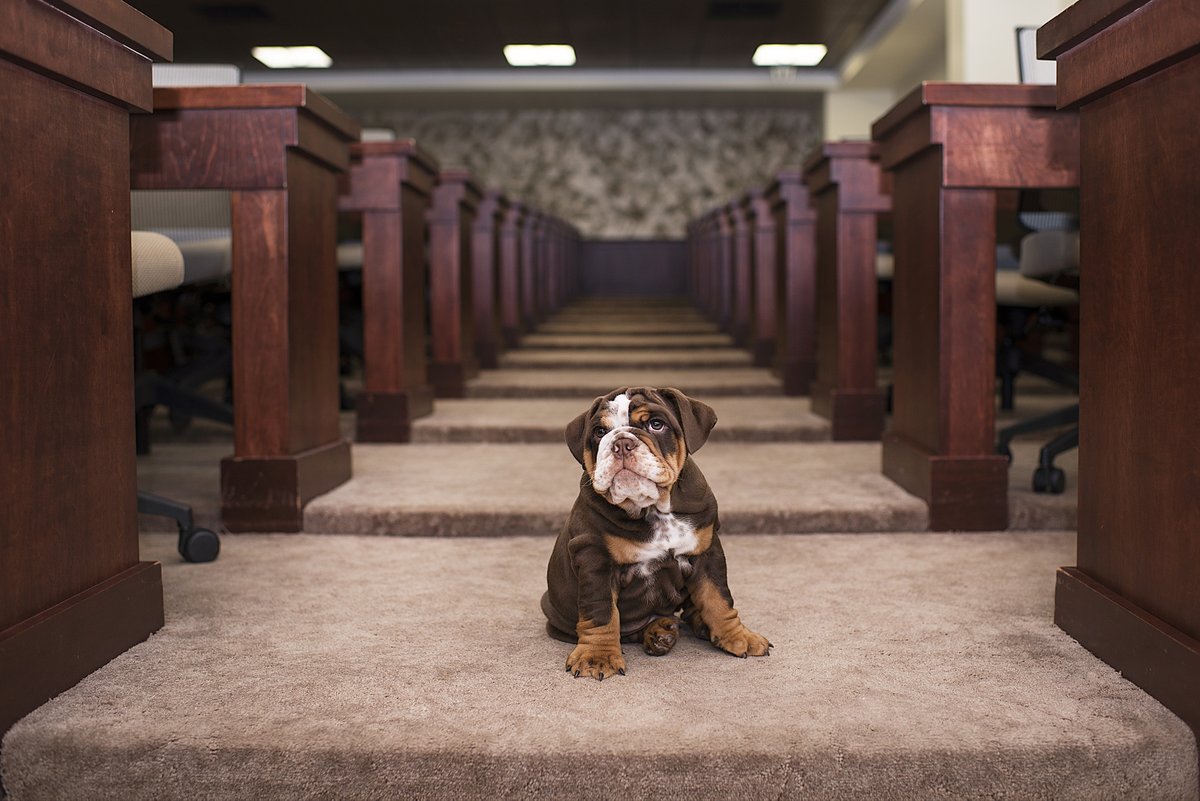 Happy National Puppy Day to our very own, Bruiser the Bulldog!
Here's a throwback to 2018 when we first welcomed Bruiser II to campus!

#GDTBAB #AdrianCollege