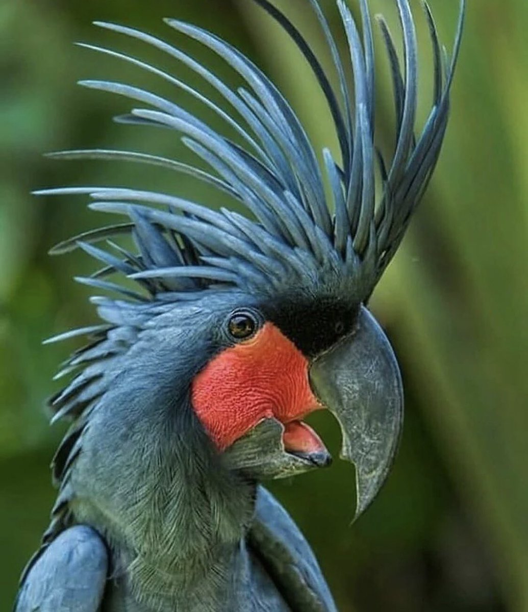inthemeanwild's tweet photo. Black Palm Cockatoo 
Via @jim.zuckerman.photography 

#Conservation #savetheplanet #gogreen #vegan #deforestation #trees #savetheamazon #substainable https://t.co/gpxigdvkIn