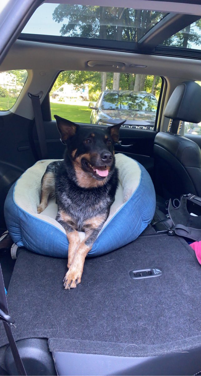 Today’s National Puppy Day! Can we start a thread of nothing but pups below and give people a boost of serotonin? 🙏🏻