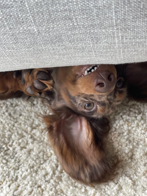 #NationalPuppyDay  Oreo, Mini Dachshund, Chocolate Dapple #minidachshund #LosAngeles https://t.co/1b<a href="/tag/nationalpuppyday"class="tags">#NationalPuppyDay</a><a href="/tag/losangeles"class="tags"><span>#losangeles</span></a><a href="/tag/minidachshund"class="tags"><span>#minidachshund</span></a>