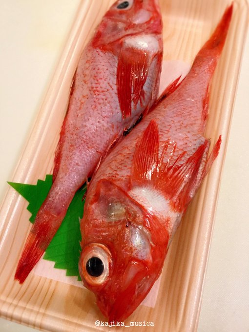 鰆のtwitterイラスト検索結果 鰆のtwitterイラスト検索結果