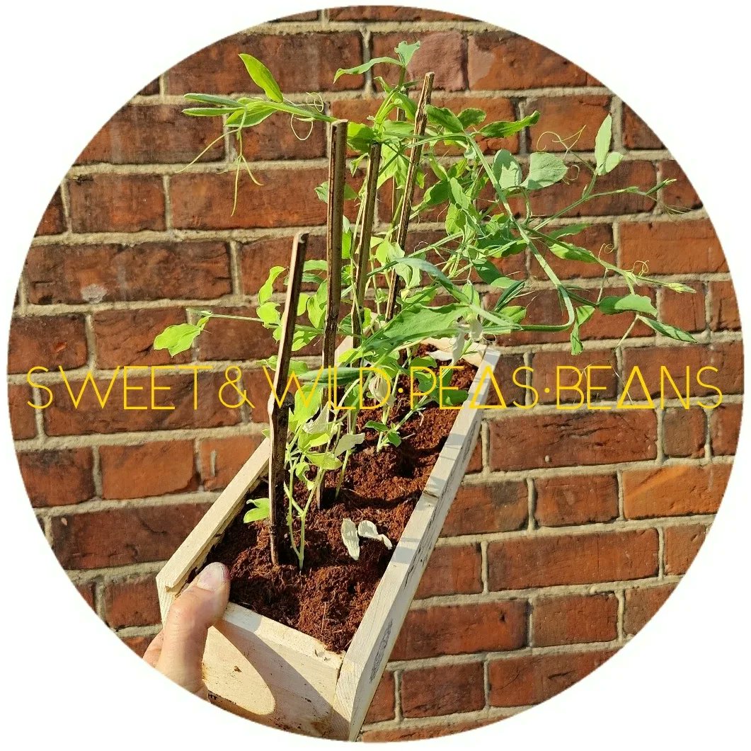 DimitriLaunder's tweet photo. Equinox is behind us, soil is warming up beans &amp; peas ready to plant out in #BioGrowDome https://t.co/fELaMDgiw3