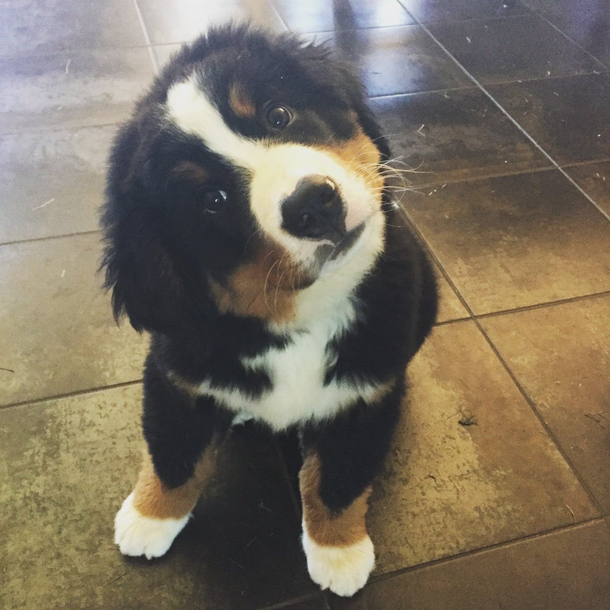 Bunsen, Beaker, Bernoulli & Brix tweet media