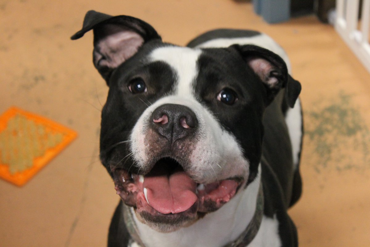CaringHandsHSKS's tweet photo. Hey @BrunoMars, meet Bruno Mars! He's up for adoption! RT if you think he's a 10/10 Treasure, or if you wish he was your man 😉 He won't Runaway Baby, because he likes you Just the Way You Are 🖤🤍 https://t.co/qTS2m9b86g