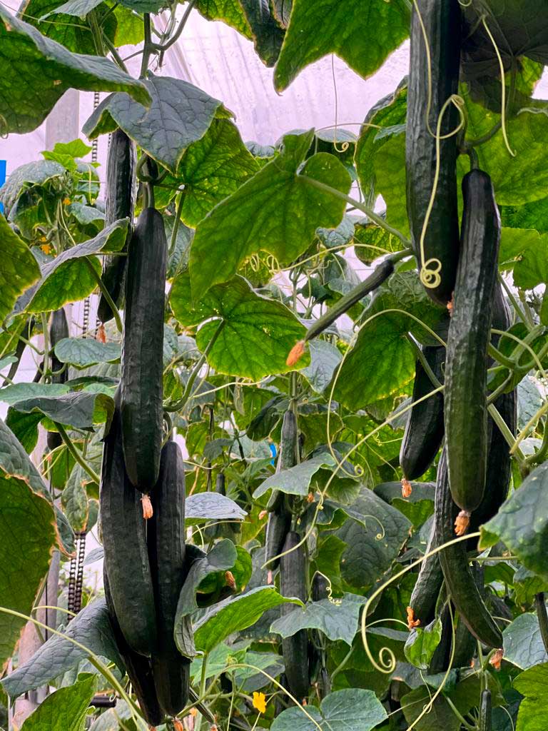 Khalatea's tweet photo. 📢Remo acompaña a Sedal en la oferta de #pepino tardío de Nunhems 🥒
https://t.co/AU5sM5dBTq

@BASF_AgroES 

👉Dos variedades de #BASF cuentan con triple resistencia y, en el caso de Sedal F1, con buen comportamiento también frente a CGMMV

#agricultura #seeds https://t.co/k4SjUIWPeh