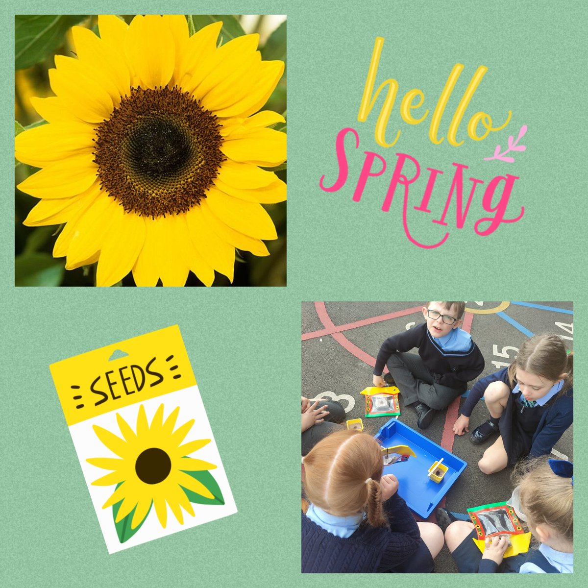 MrsDorrianStN's tweet photo. P2/3 have been looking for signs of Spring outside.๐ธ We've been discussing what plants need to grow as part of our Science lessons, so today we planted our own Sunflower seeds. We can't wait to see them grow! ๐ป๐งโ๏ธ #SpringInOurStep @StPatricksPS15 https://t.co/jT4ewfQoLf