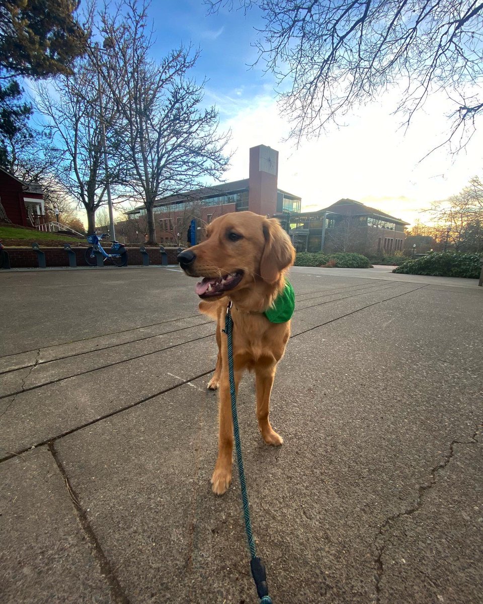 uoeducation's tweet photo. Happy #NationalPuppyDay 🐾

Us ducks sure do love our #d0gs 😍 https://t.co/TgK5wogQdF