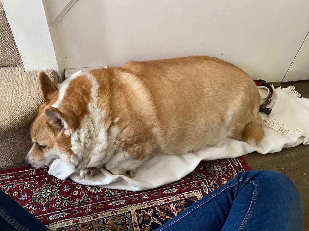iamunholyjoe's tweet photo. Revel the Corgi the day I rescued him and today! Over half his body weight lost ππ» #corgis #rescuedog #dogweight https://t.co/HrQAIjrsbx