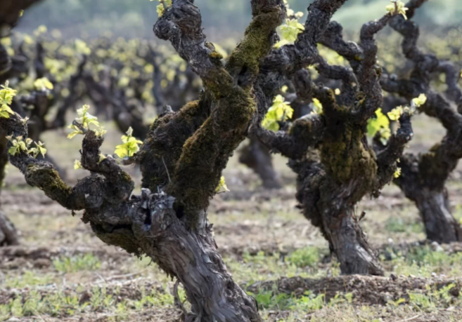 Spring has sprung with bud break across Santa Cruz Mountains Wineries. 🌱🍇🍷