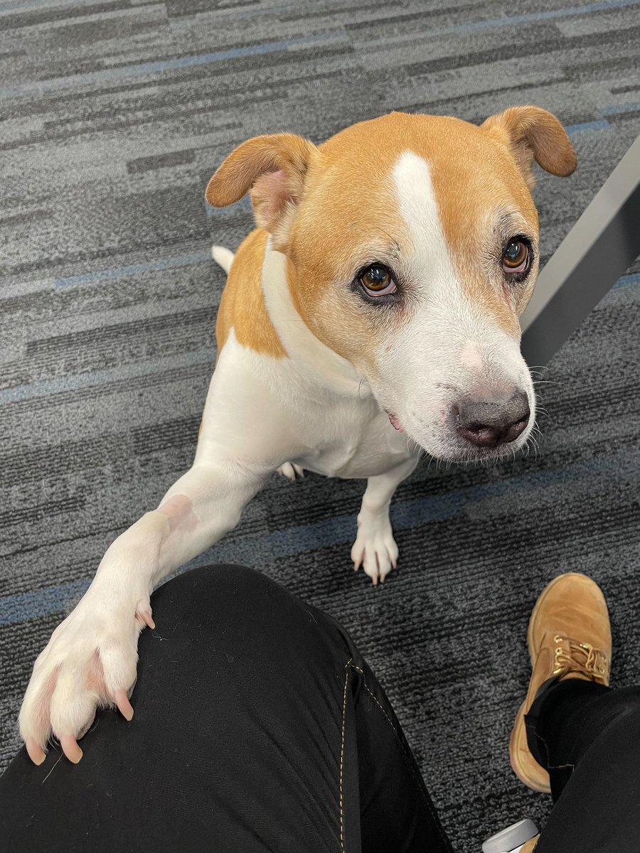 bold_insight's tweet photo. We know he is not a puppy, but....come ON...look at those puppy eyes! Our Snack Captain and Office Dog, Tate, is worthy of a mention on #NationalPuppyDay https://t.co/gRbgR7Lmx1